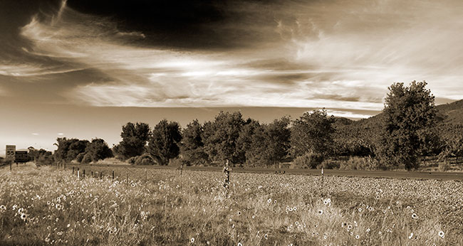 Cross in Wildflowers