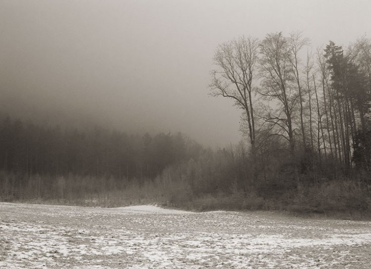 Forest and Fog