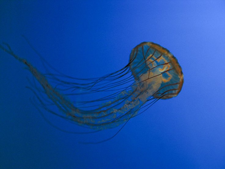 Jellyfish