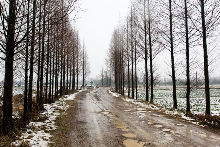 Jiashan Country Road
