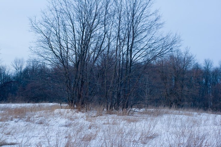 087-tree-grove-color-blog 087-tree-grove-color-blog