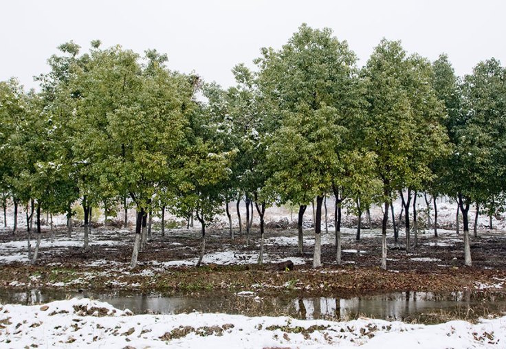 odc136-tree-screen-blog