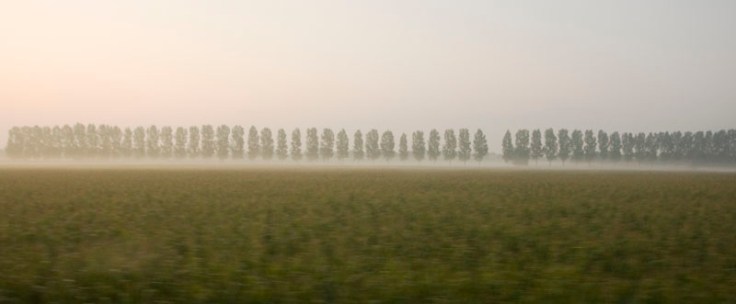 4407_Netherland_trees