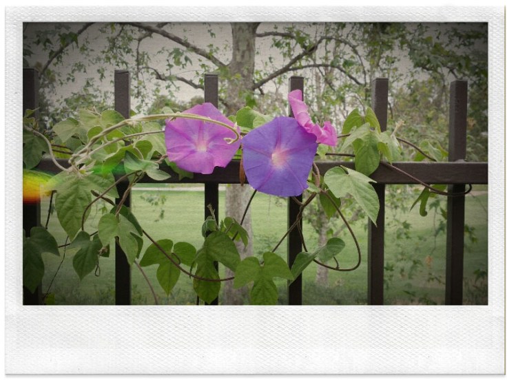 05-22-14_Reata_RSM-09-48-35_FX_Polaroid