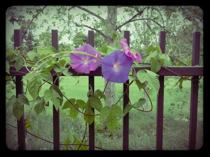 05-22-14_Reata_RSM-09-49-02_FX_Lomo