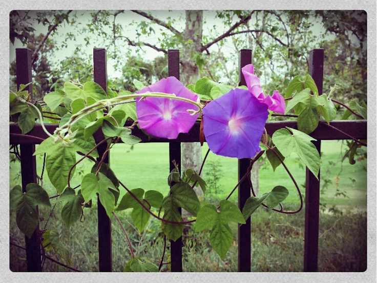 05-22-14_Reata_RSM-09-49-33_FX_Combo