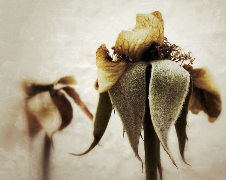 05-26-14_Memory_pods_16_101846