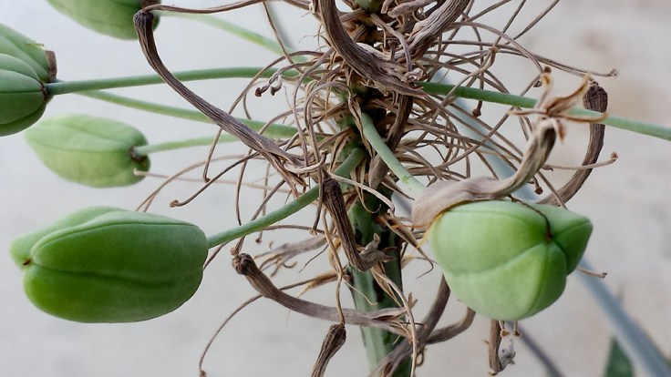 05-25-14_Memory_pods_25_143917