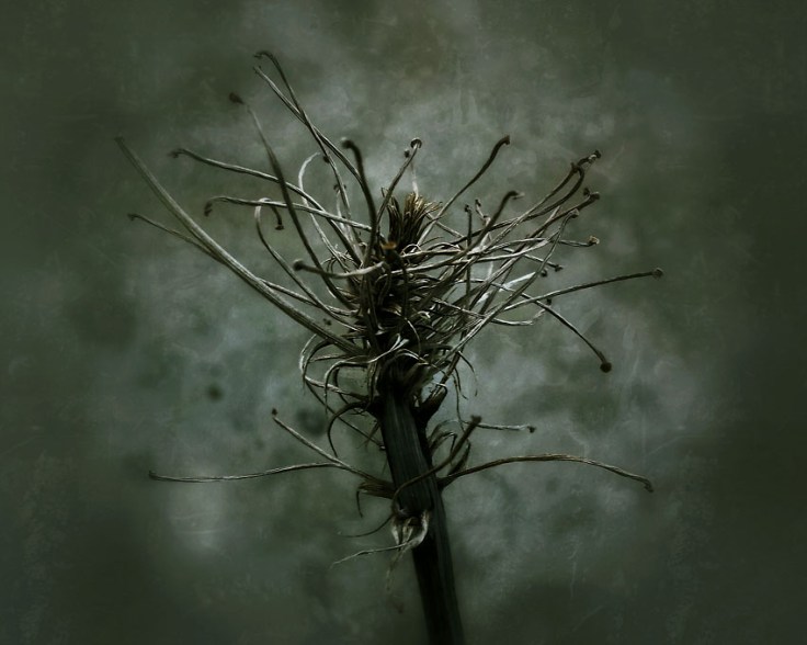 06-06-14_Memory_pods_45_191358_absence_memory_pods