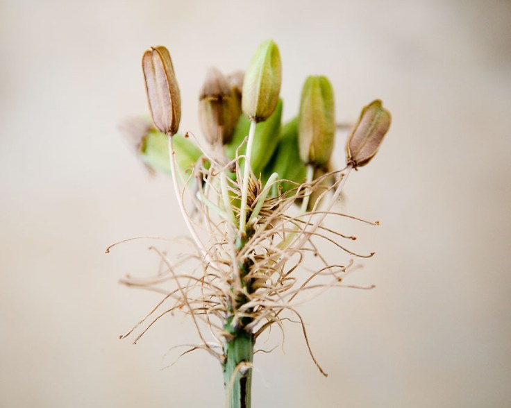 039_06-04-14_Memory_pods_0896_810_Middle_Age_pods