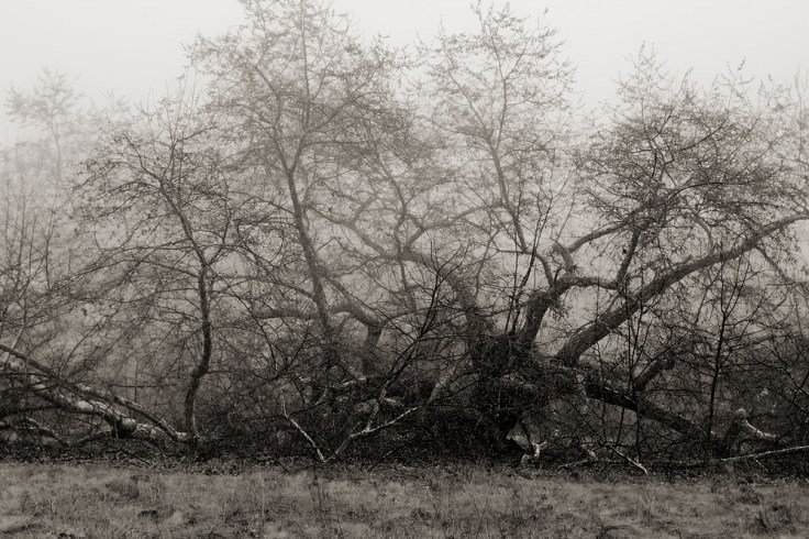 03-07_Trabuco_Canyon_Winter_2371