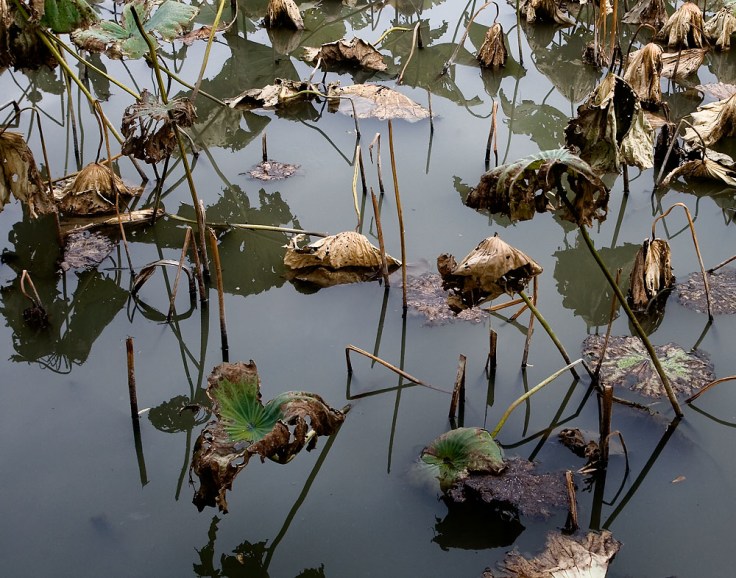 11-12-07_JiaXing_0984_11x14