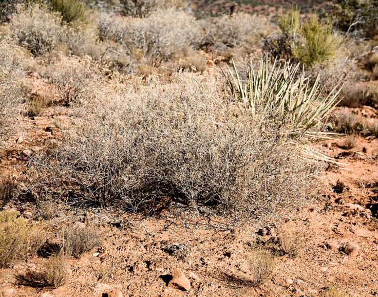 11-24-14_High_Desert_2876_11x14