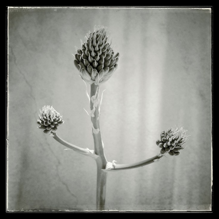 03-15-15_Memory_Pod_080207v4_6x6