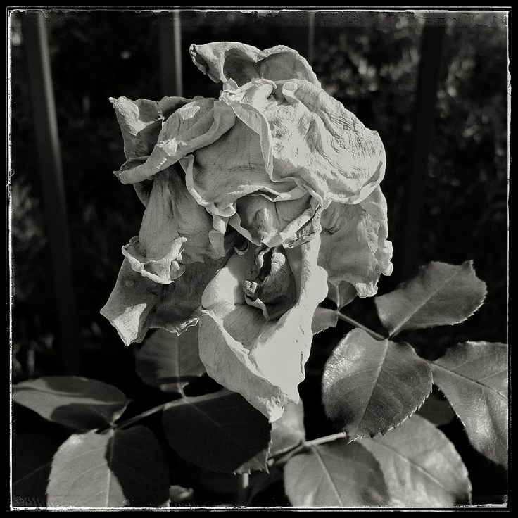 01-01-16_End_of_Year_rose_105526-01-02