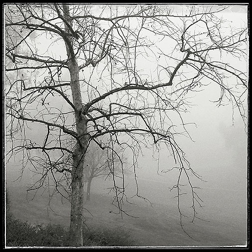 01-17-16 RSM fog_073943-01_TCGC_tree