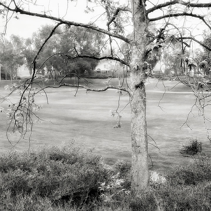 03-28-16_Urban_Tree_Spring_083450-03-02