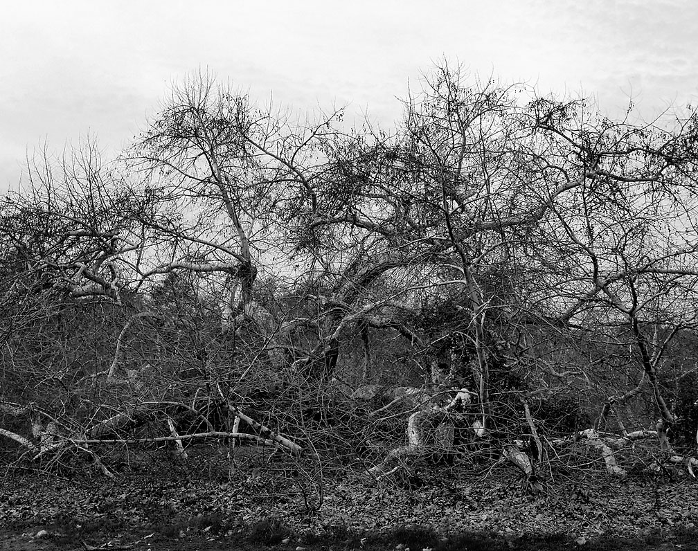 01-18-17_trabuco_cyn_152143_rsm