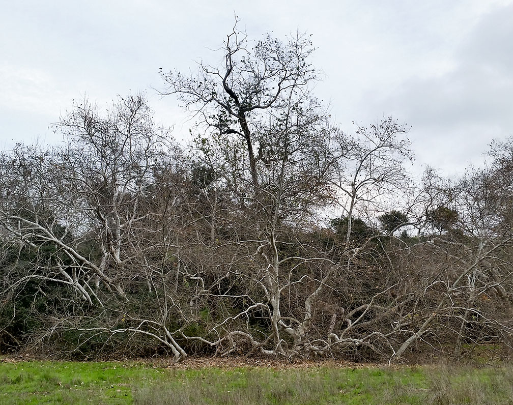 01-18-17_trabuco_cyn_153209_rsm