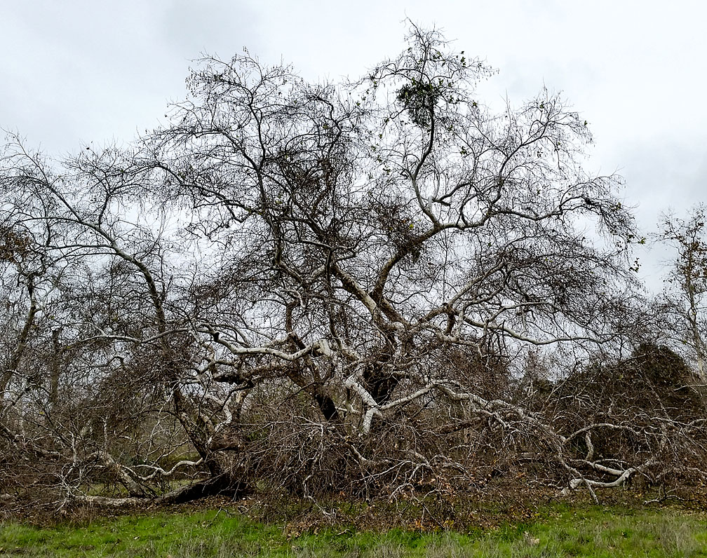 01-18-17_trabuco_cyn_160141_rsm