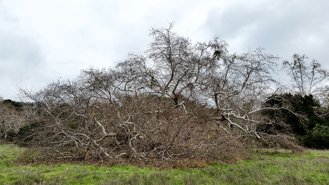 01-18-17_trabuco_cyn_160327_rsm