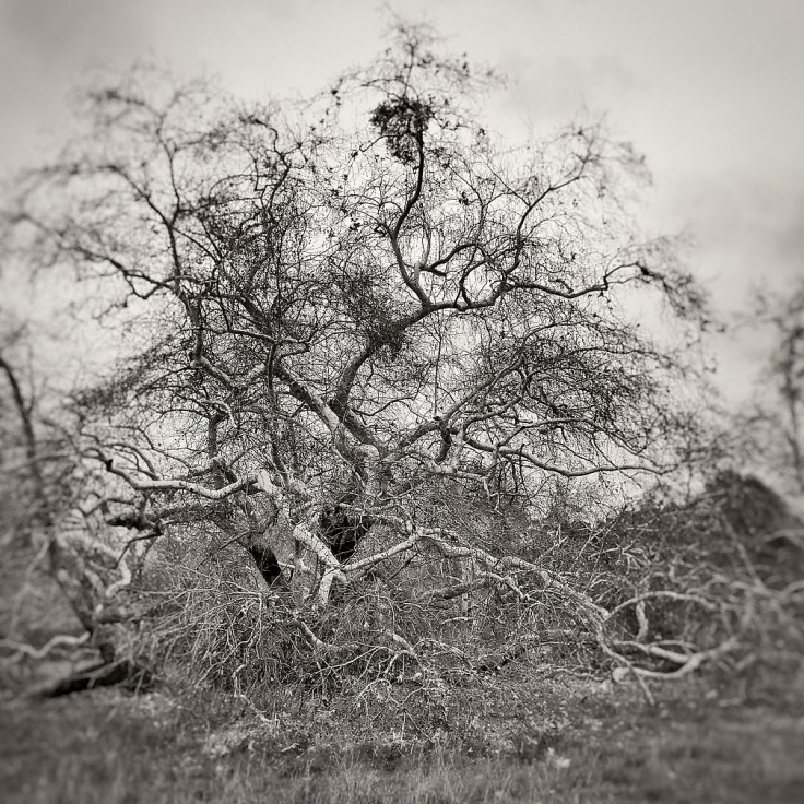 01-18-17 Trabuco Cyn_160135-03_RSM