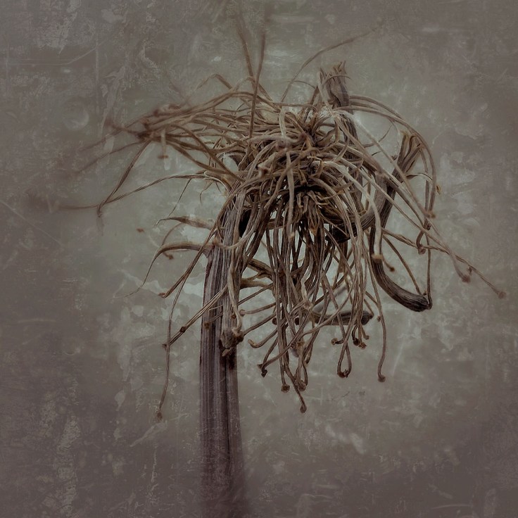 033_06-03-14_Memory_pods_162052_Fog