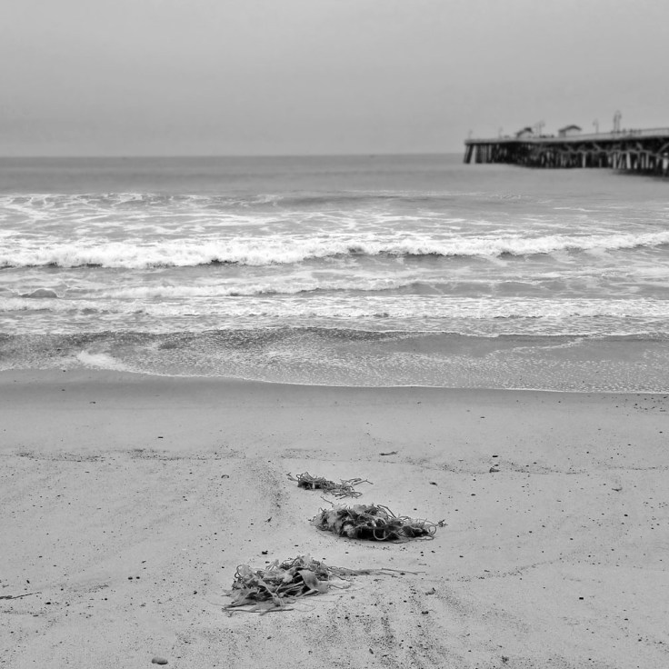 06-22-17_Seaweed_San_Clemente_beach_100749v2