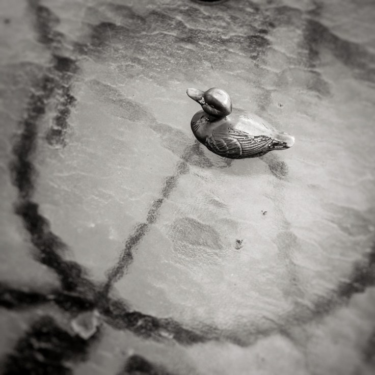 11-05-17_Duck_115720-03