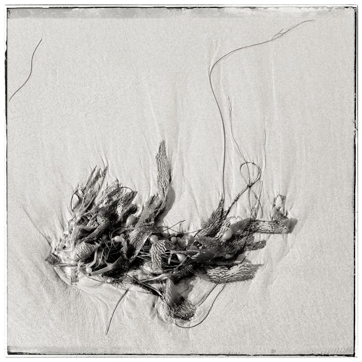 12-10-17_Newport_Beach_101507-02-01_Crystal_Cove_State_Park