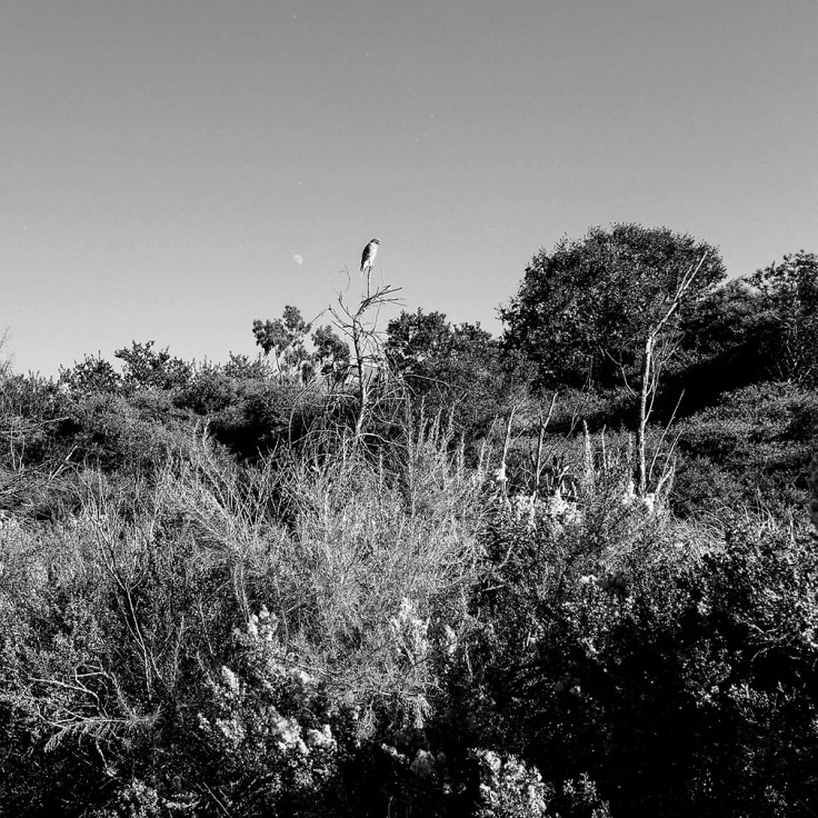 12-27-18_Hawk_135707-01_Telega_GC_San_Clemente