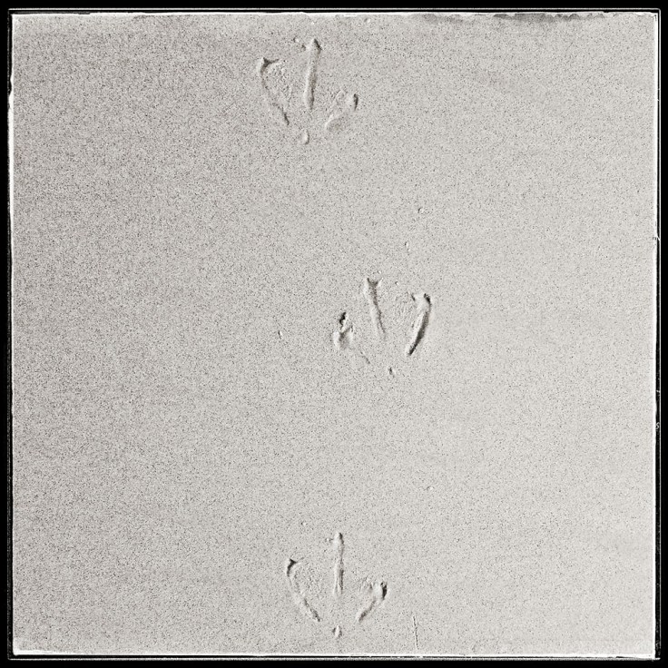 12-28-17_Prints_120357-02_Crystal_Cove_Beach