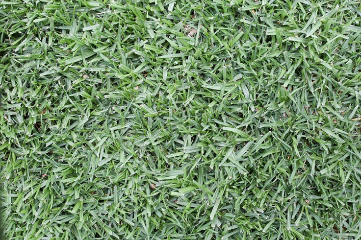 04-07-18_5DMk3_camera_test_KI6A8260_50mm_at_f-9.0_tripod_full_frame