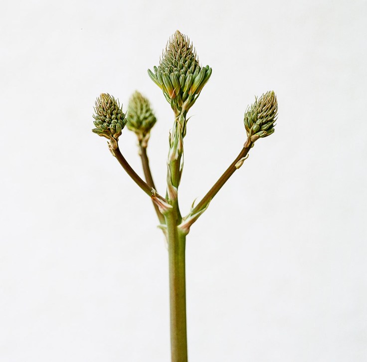 04-10-18 Memory Pod 6500006 Kodak Extar 100