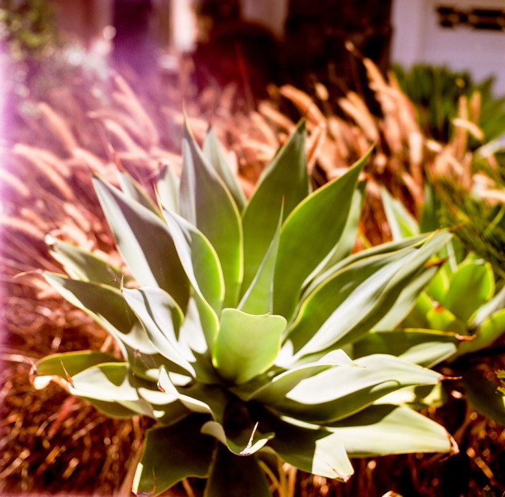 06-16-18_Gardening_for_Ordnance_53330010_roll2