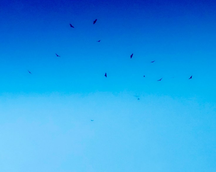 09-22-18_buzzards_095938-01_1000dpi