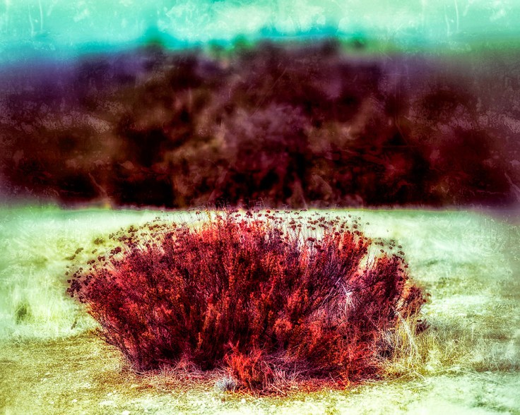 10-03-18_Buck-wheat_KI6A9735-04