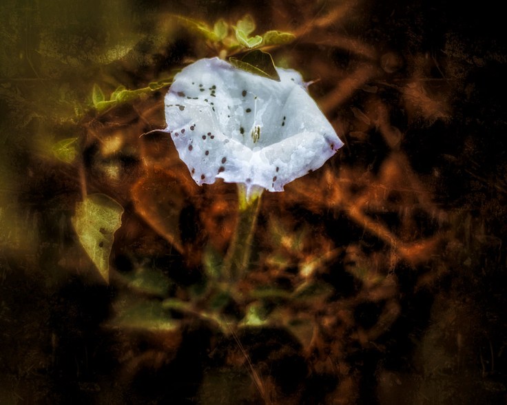 10-03-18_Sacred_datura _KI6A9775-01-02_1000px