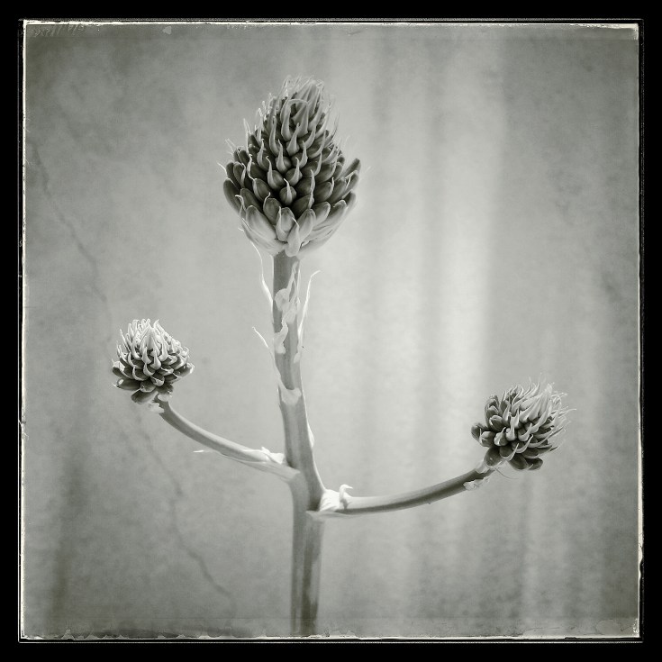 03-15-15_Memory_Pods_121_Stockdale