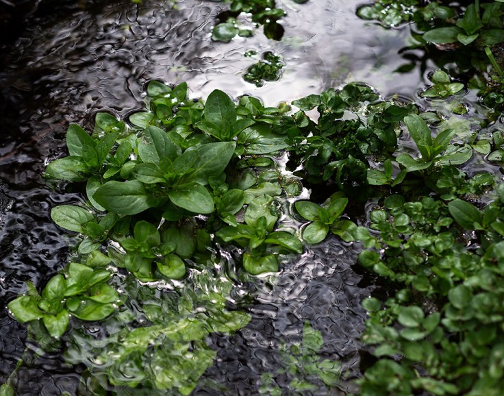 02-29-20 Trabuco Cyn KI6A3703