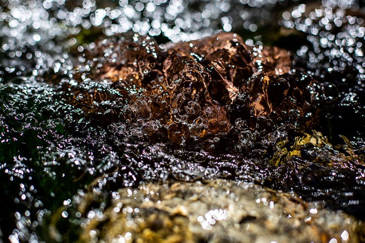 03-08-20 Arroyo Trabuco Oso Creek KI6A4152