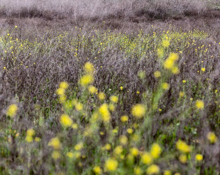 03-15-20 Arroyo Trabubco KI6A4542